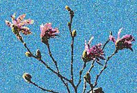 Magnolia a la van Gogh