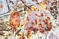 Autumn leaf play of colours