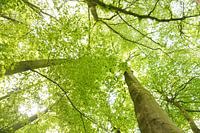 Forêt estivale à Steinhagen