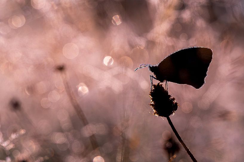 Butterfly in backlight by Mark Dankers