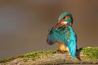 Flügel überprüfen...