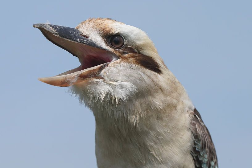 Kookaburra (Dacelo novaeguineae) par Ronald Pol