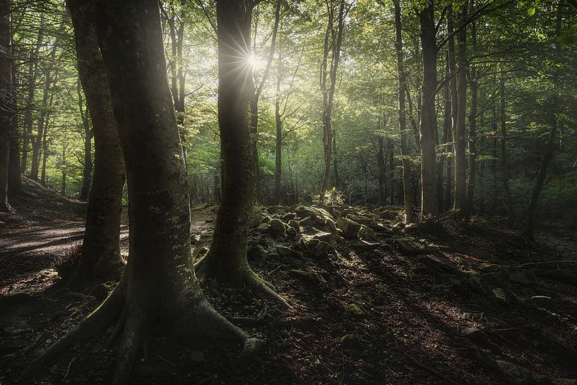 Drei Bäume im Wald von Stefano Orazzini