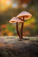 Herbstlicht und Pilze