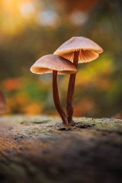 Herbstlicht und Pilze von laura van de Mast