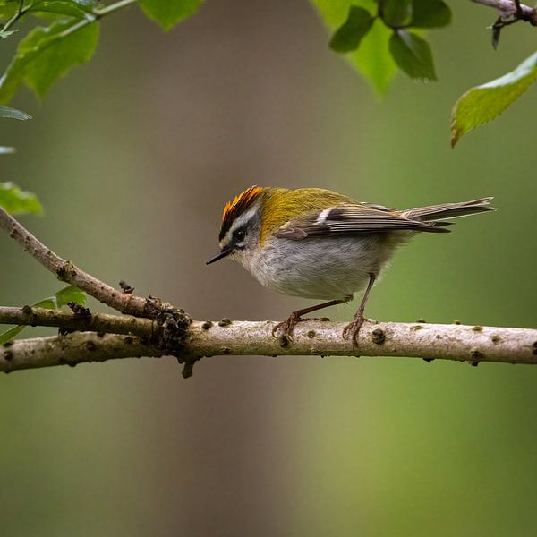 Peek through with a fire goldcrest. by Robbie Nijman
