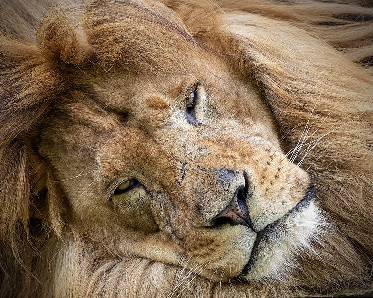 Portrait reclining lion by Barbara Kempeneers