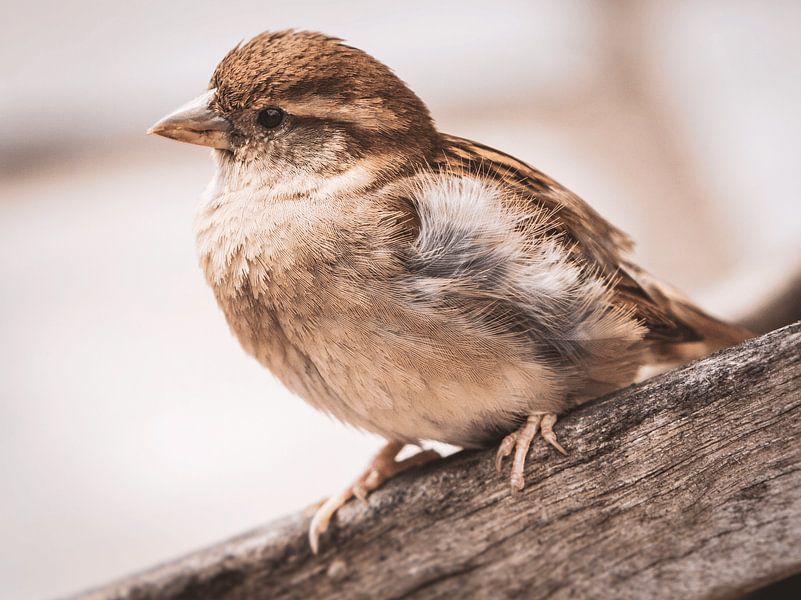 Kleiner Draufgänger von Reversepixel Photography