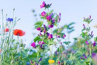 Wilde Sommerblumen auf einem Feld bei Gewande 11