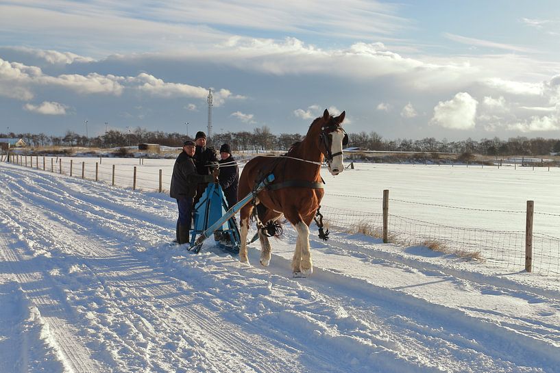 Ameland in winter plumage by Rinnie Wijnstra (FotoAmeland )