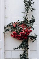 Minimalistisch natuurdetail in de stad