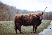 Schottischer Hochlandbewohner - Amsterdamer Wald
