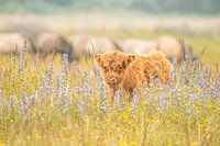 Schottischer Highlander