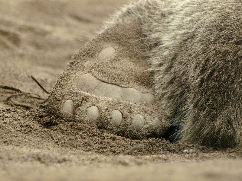 Berenpootje by P van Beek