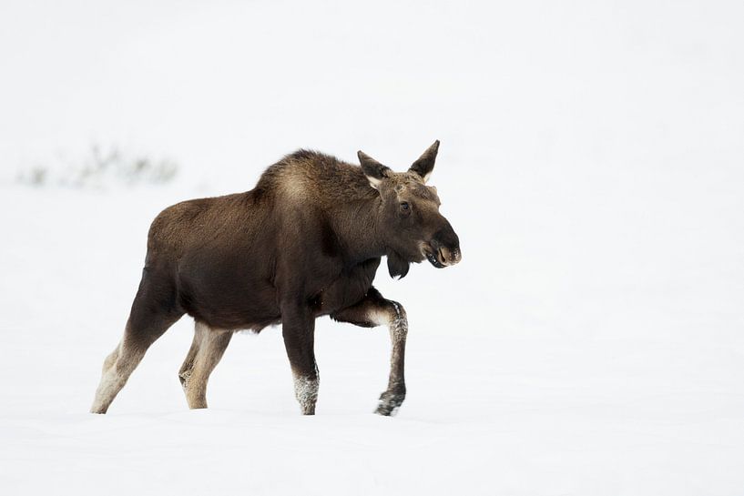 Elch ( Alces alces ) im Winter, läuft durch hohen Schnee par wunderbare Erde