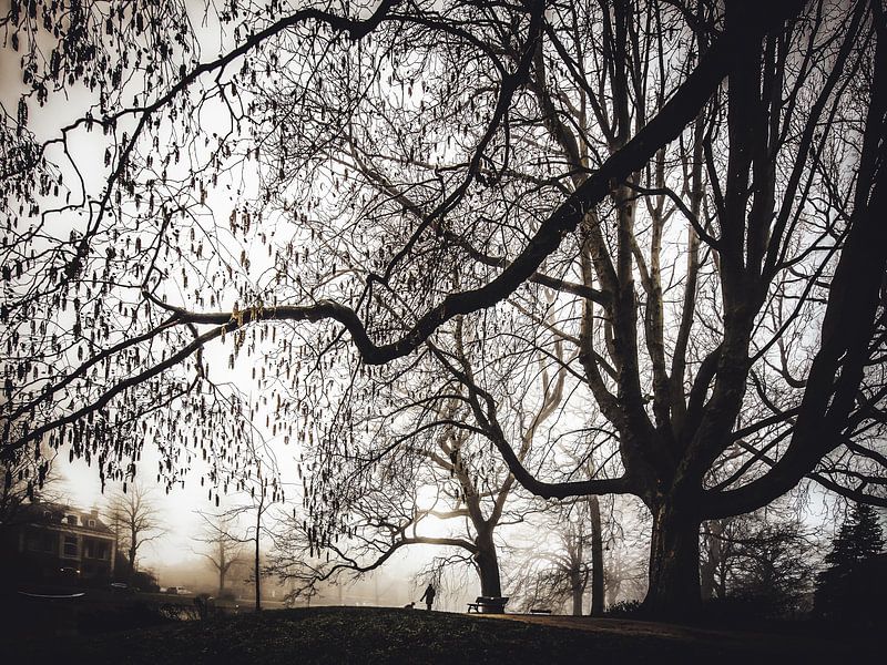 Mysterious forest with mist by Dirk van Egmond