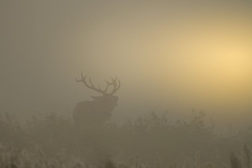 Burrowing red deer during a misty sunrise by John van de Gazelle fotografie