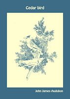 Cedar bird by John James Audubon