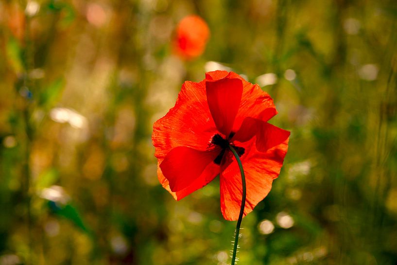 Poppy by Thomas Jäger