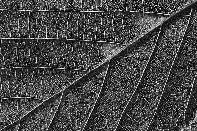 Blatt von Jan Roelof Brinksma