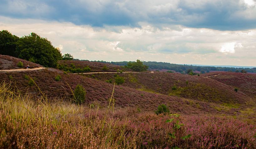 Bruyère violette, Posbank par Nynke Altenburg