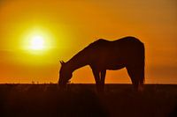 Pferd im Sonnenuntergang