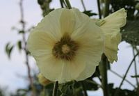 Stockrose in zartem weiß