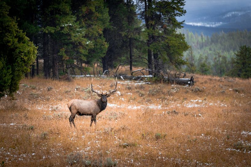 Wildlife in Yellowstone National Park by Nicole Geerinck