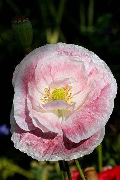 bleke klaproos by W J Kok