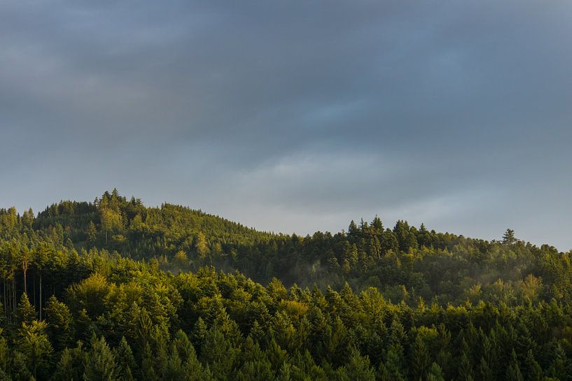 Allemagne, Forêt Noire, Freiburg, Atmosphère ensoleillée à l'aube par adventure-photos