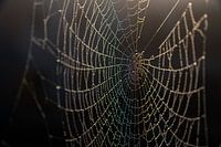 Spinnennetz mit Regenbogen in der Morgensonne