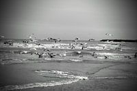Gulls