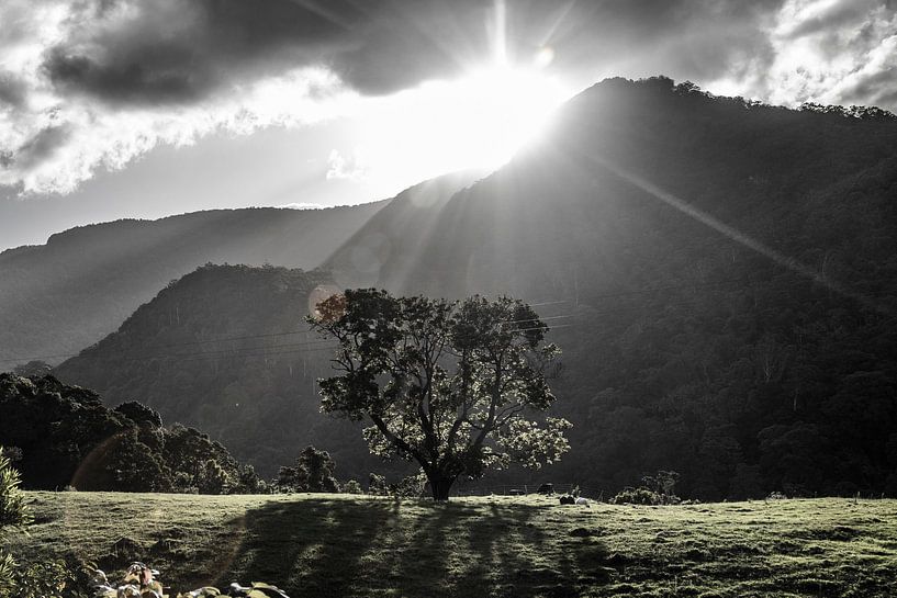 New South Wales, Australie by Willem Vernes