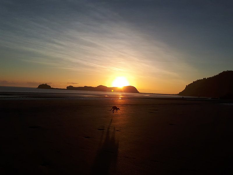 Kangoeroe op het strand zonsopkomst par Bianca Bianca