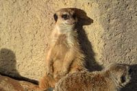Meerkat resting against wall