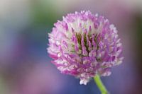 Rode klaver (Trifolium pratense)