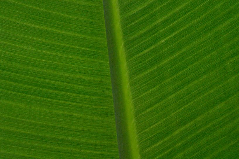Structuur in blad en groen van Mart van Zwam