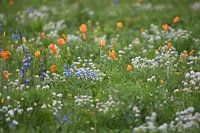 flower meadow