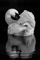 Vögel | Höckerschwan portret 