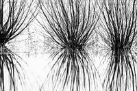 Knotwilg wordt kunst 