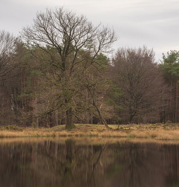 Dwingelderveld (Niederlande) von Marcel Kerdijk
