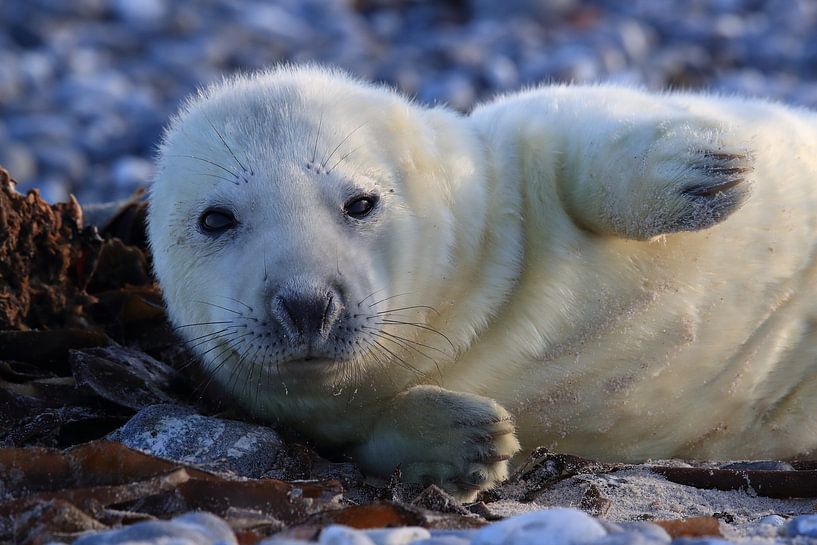 Grey Seal Howler Helgoland Island Germany by Frank Fichtmüller
