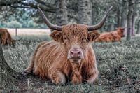 Un Highlander écossais dans la forêt