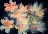 Flowers in interaction.