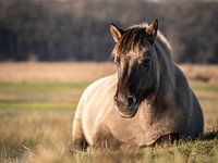 Cheval couché Konik