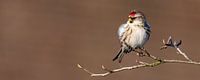 Toller Redpoll (Acanthis flammea)