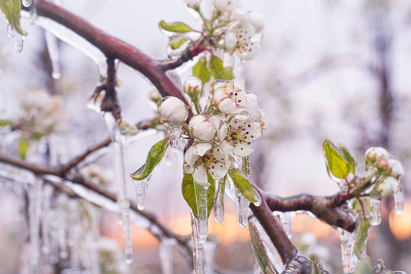 Icy blossom by Max ter Burg Fotografie
