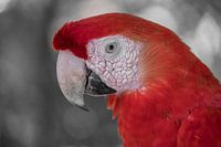 Parrot macaw red ck