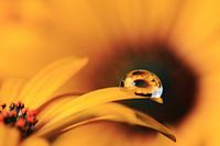 Spanish daisy with reflection in droplet.