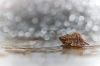 Shell in its environment